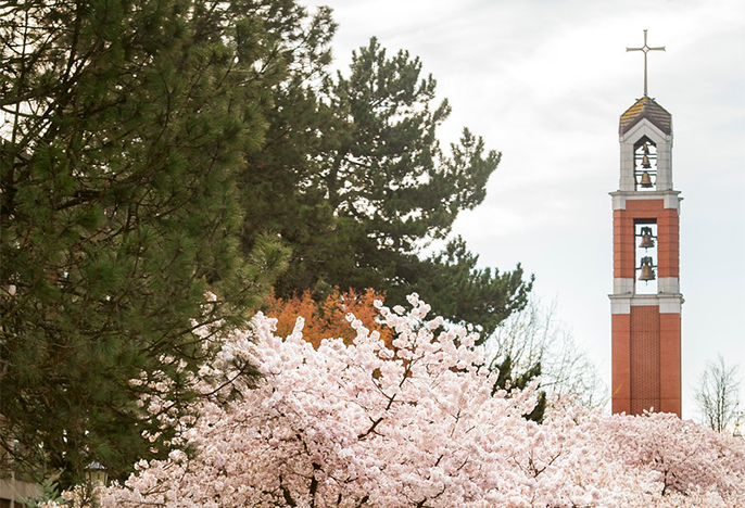 This is a photo of the bell tower in springtime, the pink cherry blossoms are highlighted.