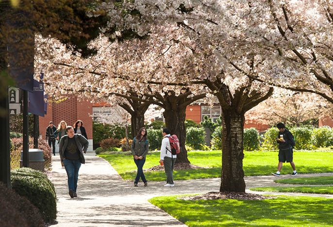 image of the quad on a spring day. Several cherry trees with pink blossoms. Students walking on quad pathways under trees. 