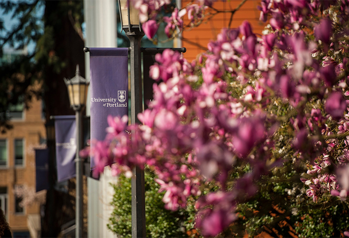 cherry blossom tree on campus in spring. Purple UP sign on lamppost in foreground. 