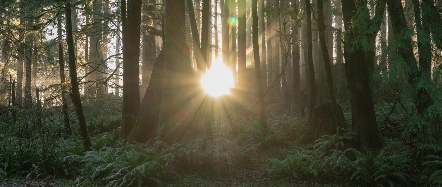 misty trees with sun shining through on UP recreation camping trip