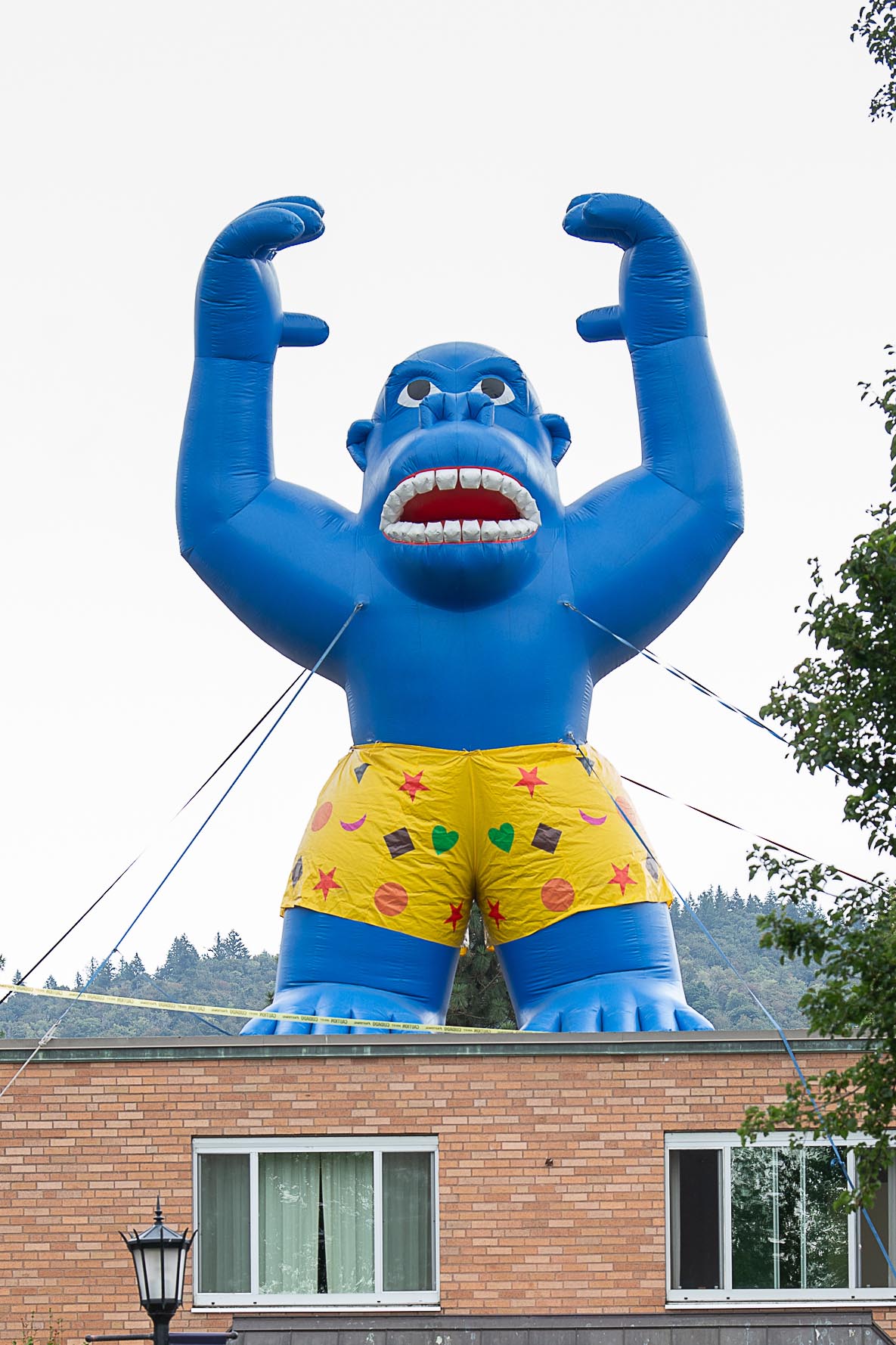 Tommy the gorilla, Villa Maria Hall giant inflatable mascot, strapped to the top of Villa Maria Hall