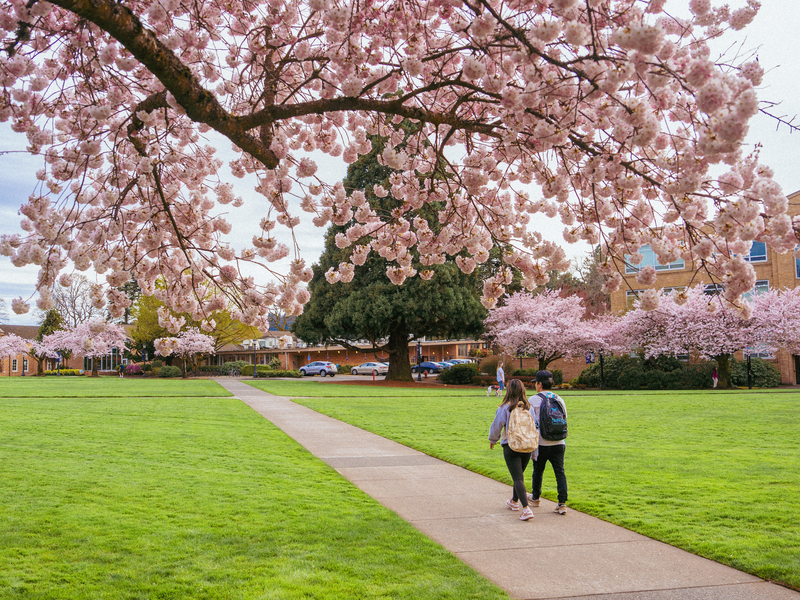 Two University of Portland students walk along a sidewalk on campus under a pink cherry blossom tree.